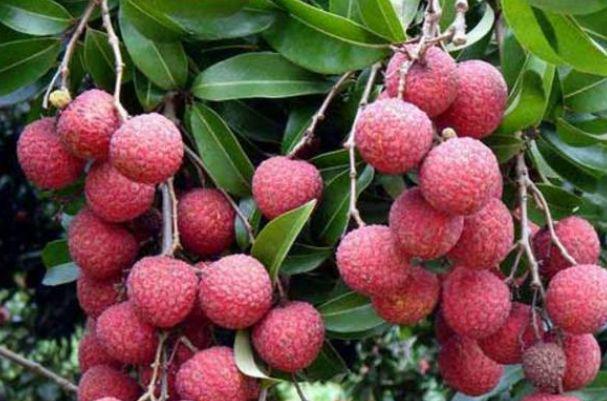 这3种水果孩子不能多吃,尤其是最后一种,别说