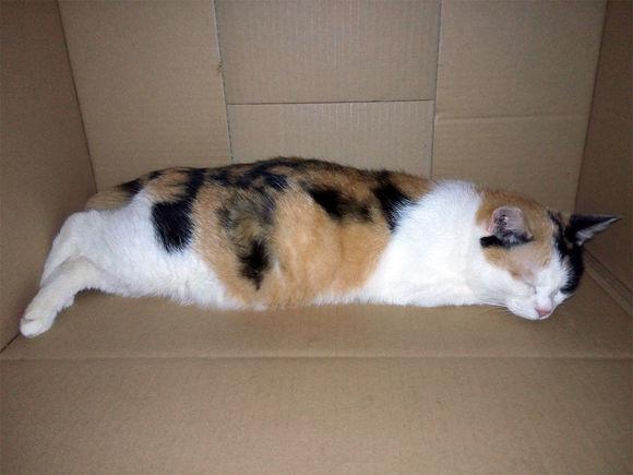 养了十几年的老猫意外怀孕,小猫全程陪伴猫妈生产,让