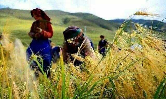西藏的秋天 究竟有美, 这是我见过最美的风景!