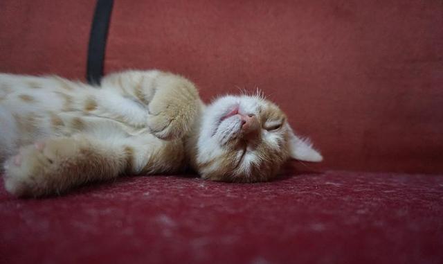 养猫是一件很不卫生的事吗?不!它只会让你越来越爱干净