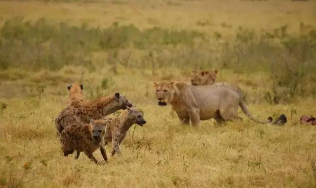 唱不响的“欢乐颂”, 现代汽车的危机恐怕才刚刚开始