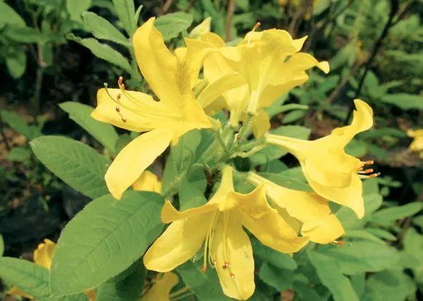 黄花杜鹃