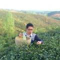 信阳毛尖茶汤为什么是浑浊的？