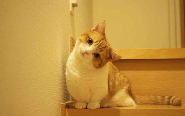 小短腿的宠物不只有柯基,你们见过这样的猫咪吗?