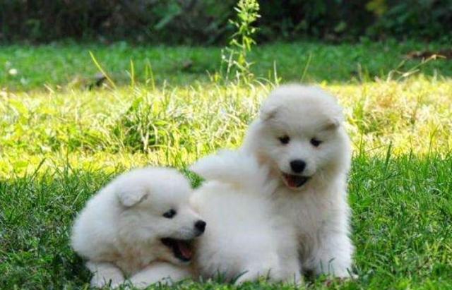 出差前把萨摩耶送到父母那,3天后收到狗狗照片,气的想