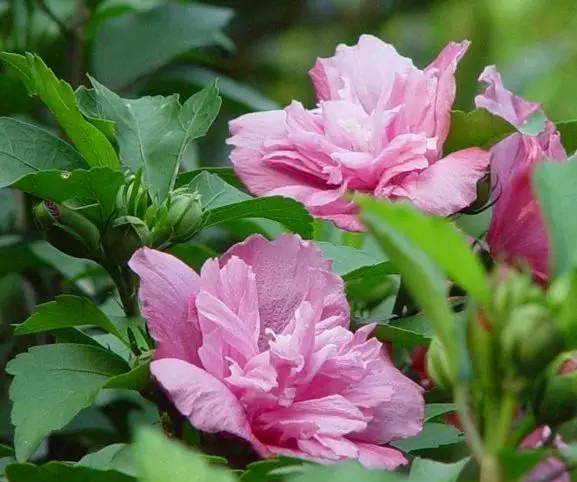 世界各国国花, 长知识了!