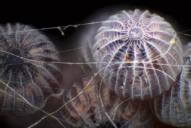 显微镜下美景: 放大的蜘蛛眼睛和蚂蚁腿以及美丽的矿