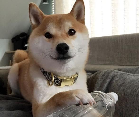 通地能明白主人的意思,乖巧呆萌的一塌糊涂