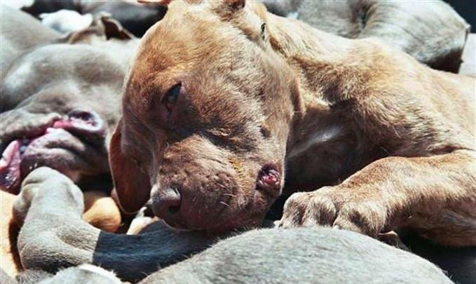 狗狗的动人故事, 看完太感动了!