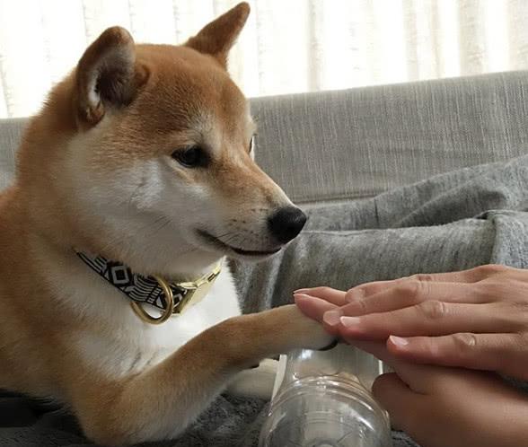 通地能明白主人的意思,乖巧呆萌的一塌糊涂