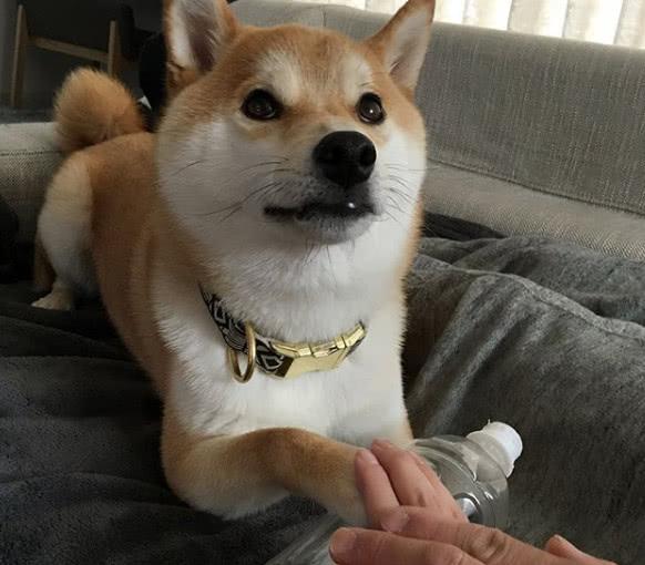 通地能明白主人的意思,乖巧呆萌的一塌糊涂