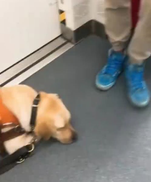 坐地铁遇到一条导盲犬，它乖乖趴在地上，小模样把人萌翻