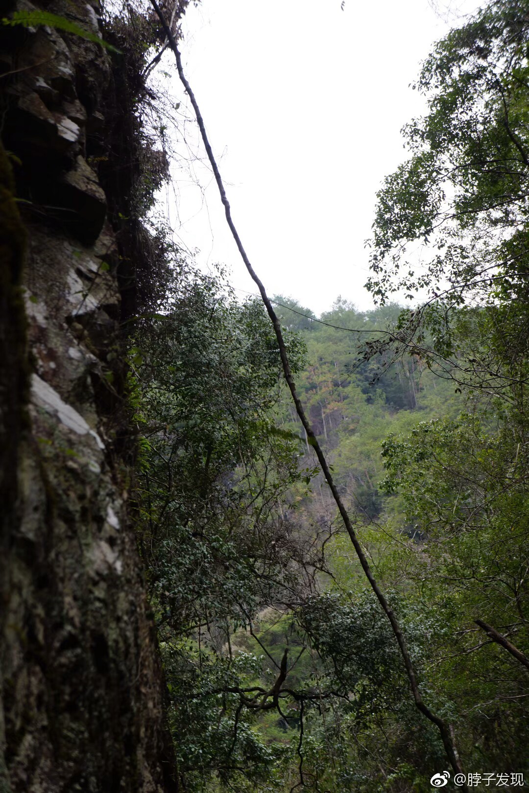 福建安溪云中山峡谷,是一片未经深度开发的原始森林.深入其中