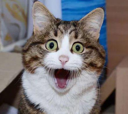 这猫两条后腿不能动,但每天都很快乐,让人看了都开心