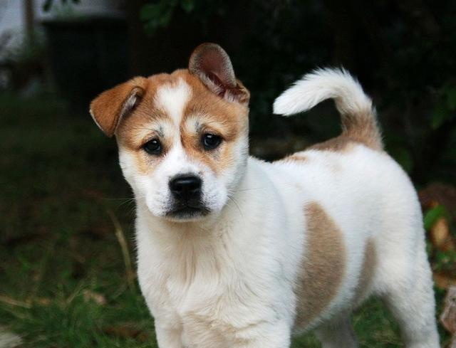 心酸!主人贱卖土狗却没人要,狗妈妈和小狗被迫分离