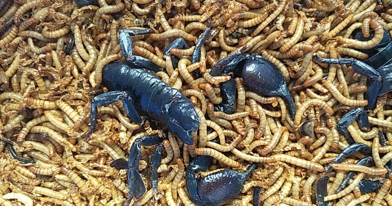 大蝎子对阵5000只面包虫, 会有好下场吗?