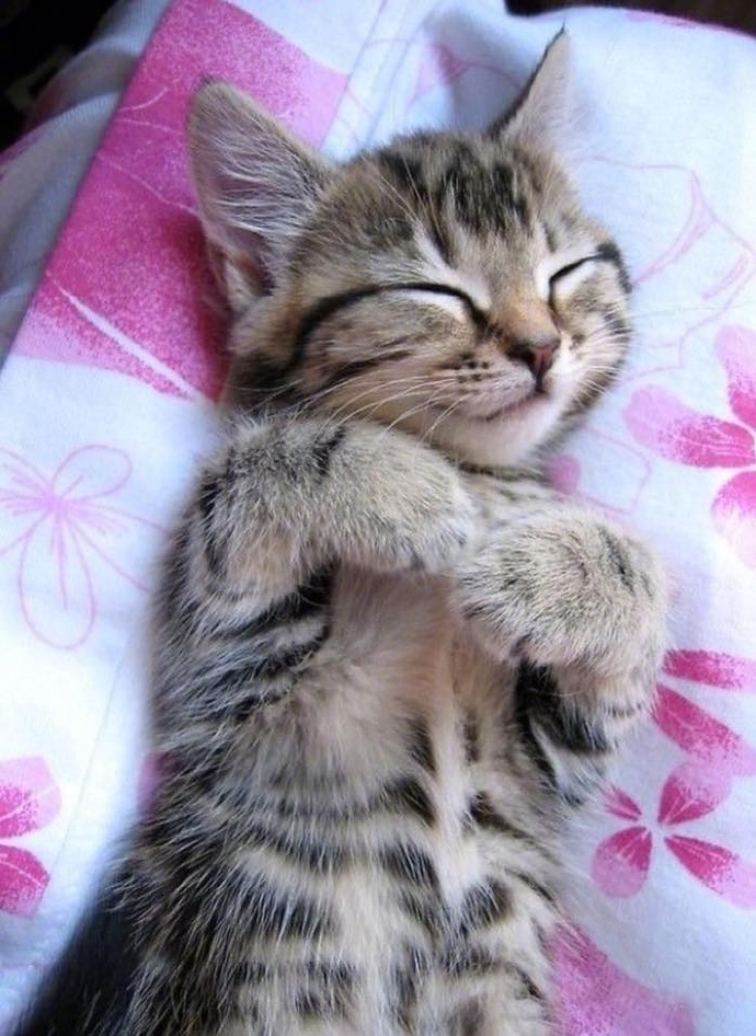 睡觉中的小猫咪,每一只都萌爆了,最后那只姿势有点大了!