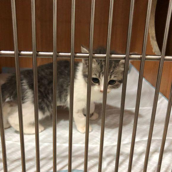 小猫因误食异物做开肠手术,家人都劝她放弃,女