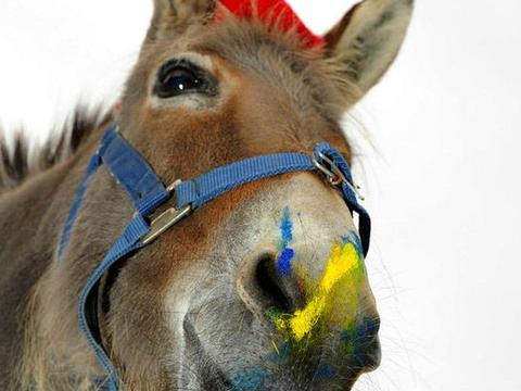 驴会作画堪称动物界毕加索，我觉得我的智商被按在地上摩擦