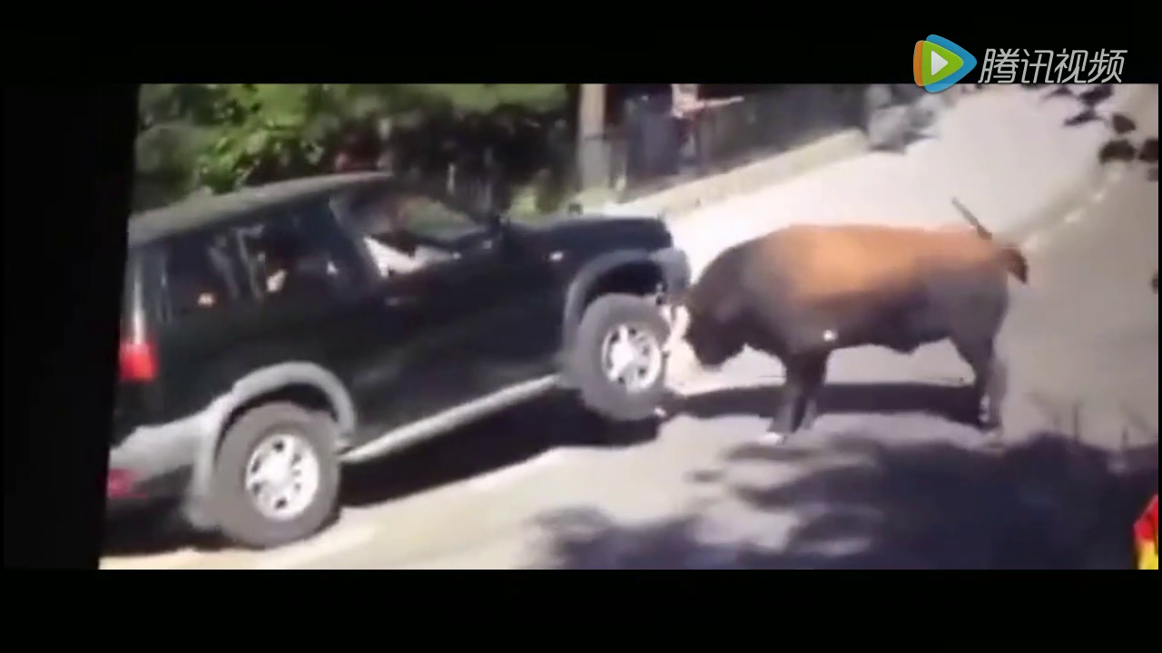 乘客吓得不轻，实拍疯狂公牛欲顶翻SUV