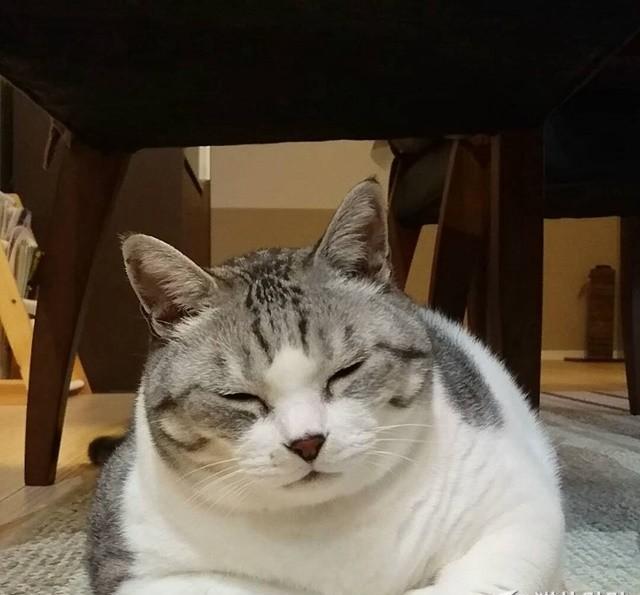 圆滚滚的胖猫gin, 可爱的模样让人好想揉