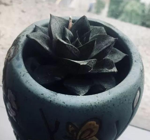 多肉侧芽需修剪,正确方法必学习!