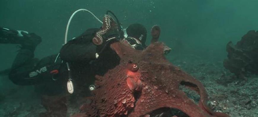 海底遭遇巨型章鱼怎么办?事实证明要冷静