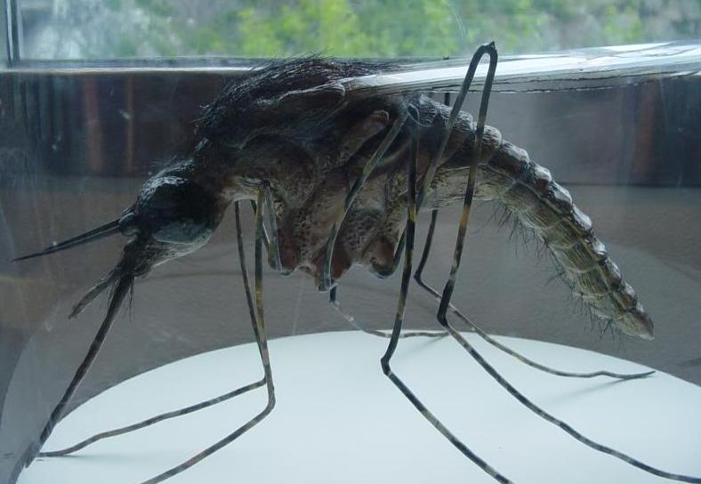 你所不知道的新鲜事: 世界上最大的蚊子有多大, 幸亏