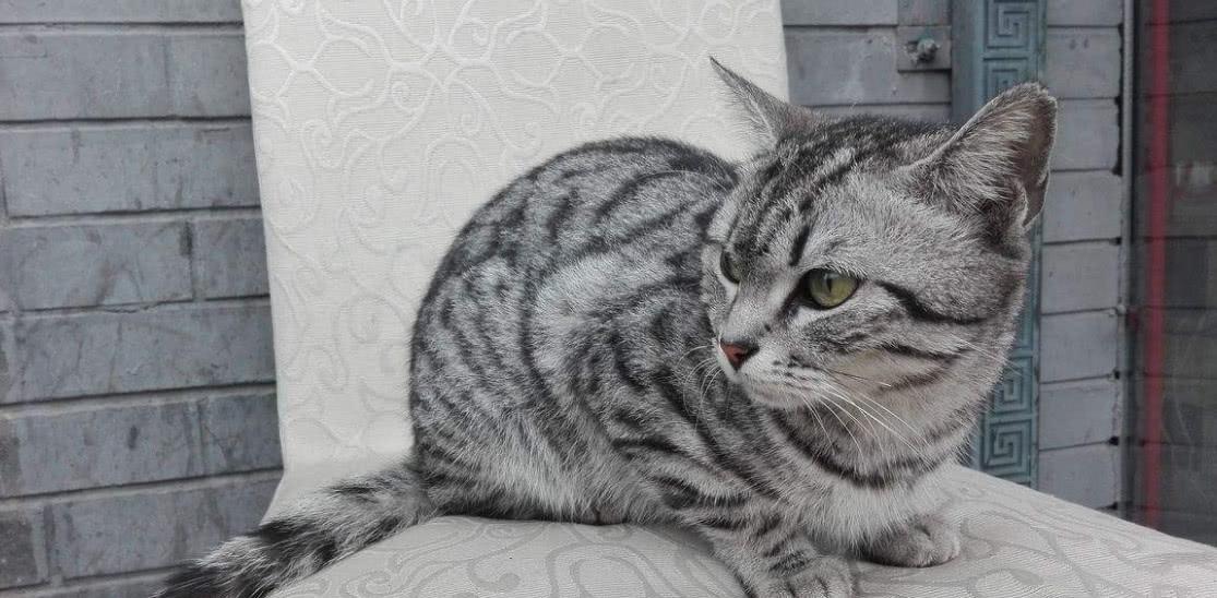 世界上最容易“上手”的猫咪:布偶猫也上榜?最后一个狸花猫