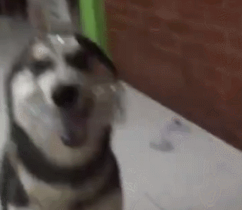 哈士奇趁主人不在咬坏一箱水,于是主人这样惩罚它,二哈表情亮了