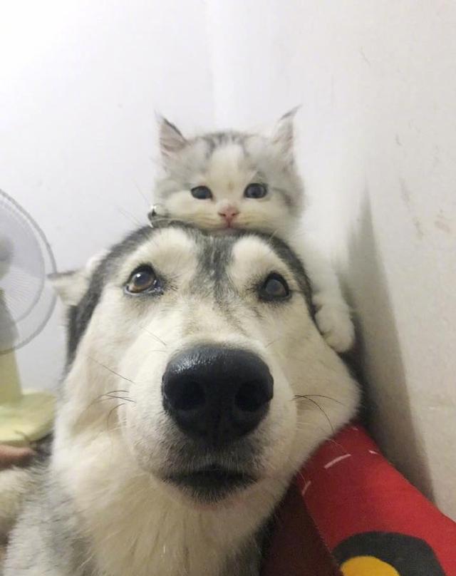 猫咪很喜欢扒在哈士奇头上!二哈:这个帽子有点重啊!