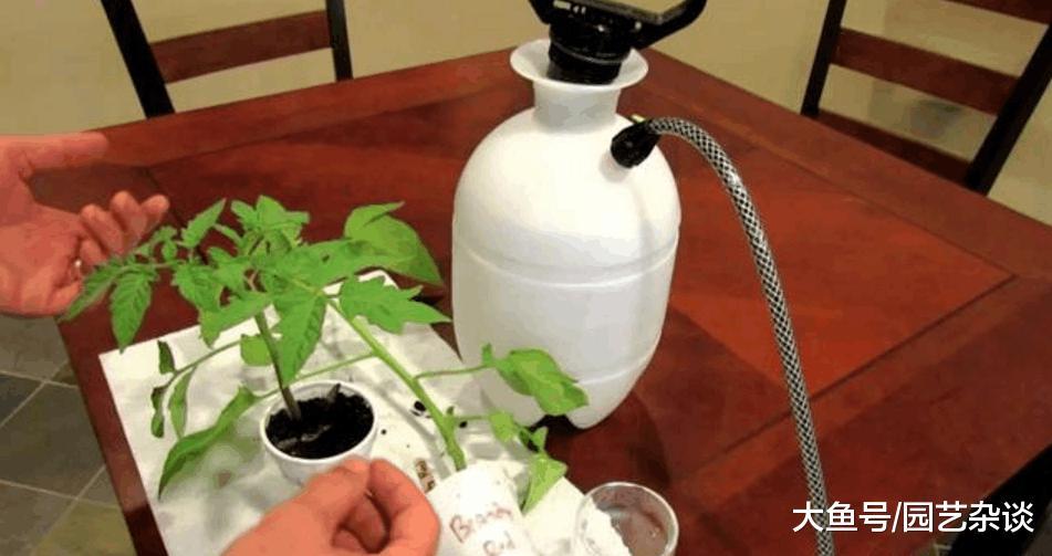 用阿司匹林养花竟然这么多好处, 花友们赶紧学