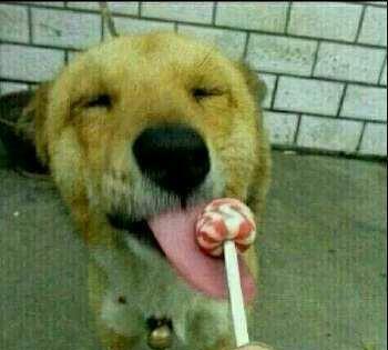 拿去套路你女朋友吧!你喜欢吃糖吗?我喂你吧阿