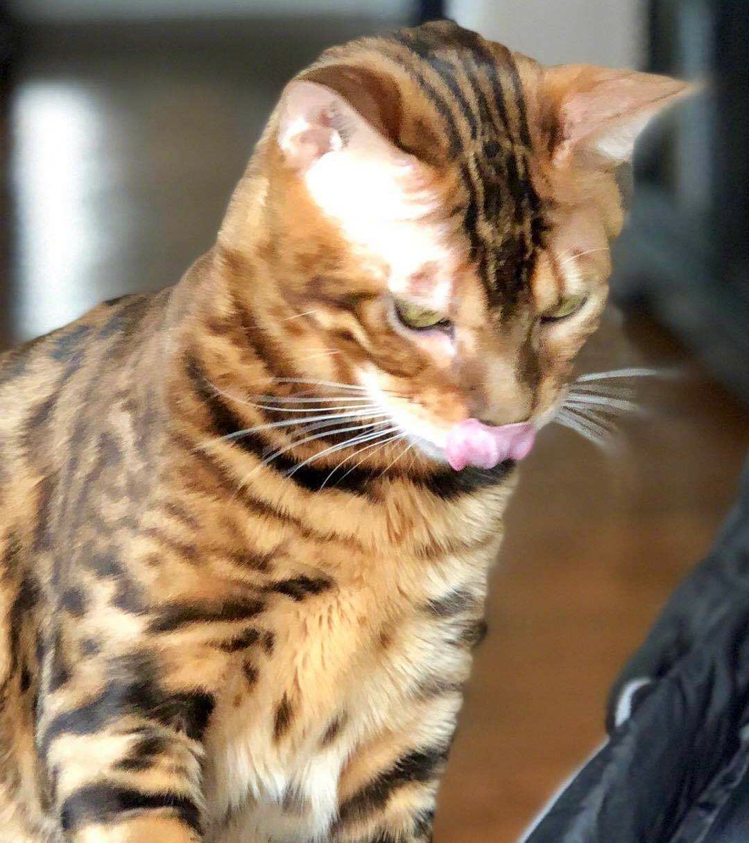 大芝麻,丁满,安娜,罐子:为什么发铲屎官的文章都