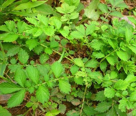 每天学一味中药:仙鹤草原名龙牙草,因能治脱力劳伤,又名脱力草