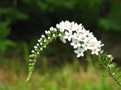 农村路边常见野菜的,不仅能清热化湿,还有消炎