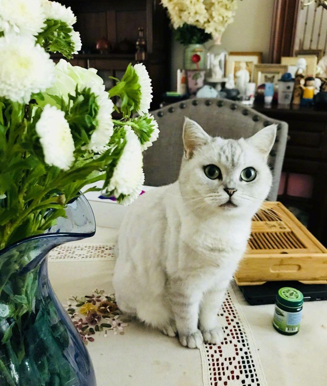 大芝麻,丁满,安娜,罐子:为什么发铲屎官的文章都