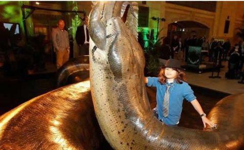 这是世界上最大的蛇, 专门以鳄鱼为食