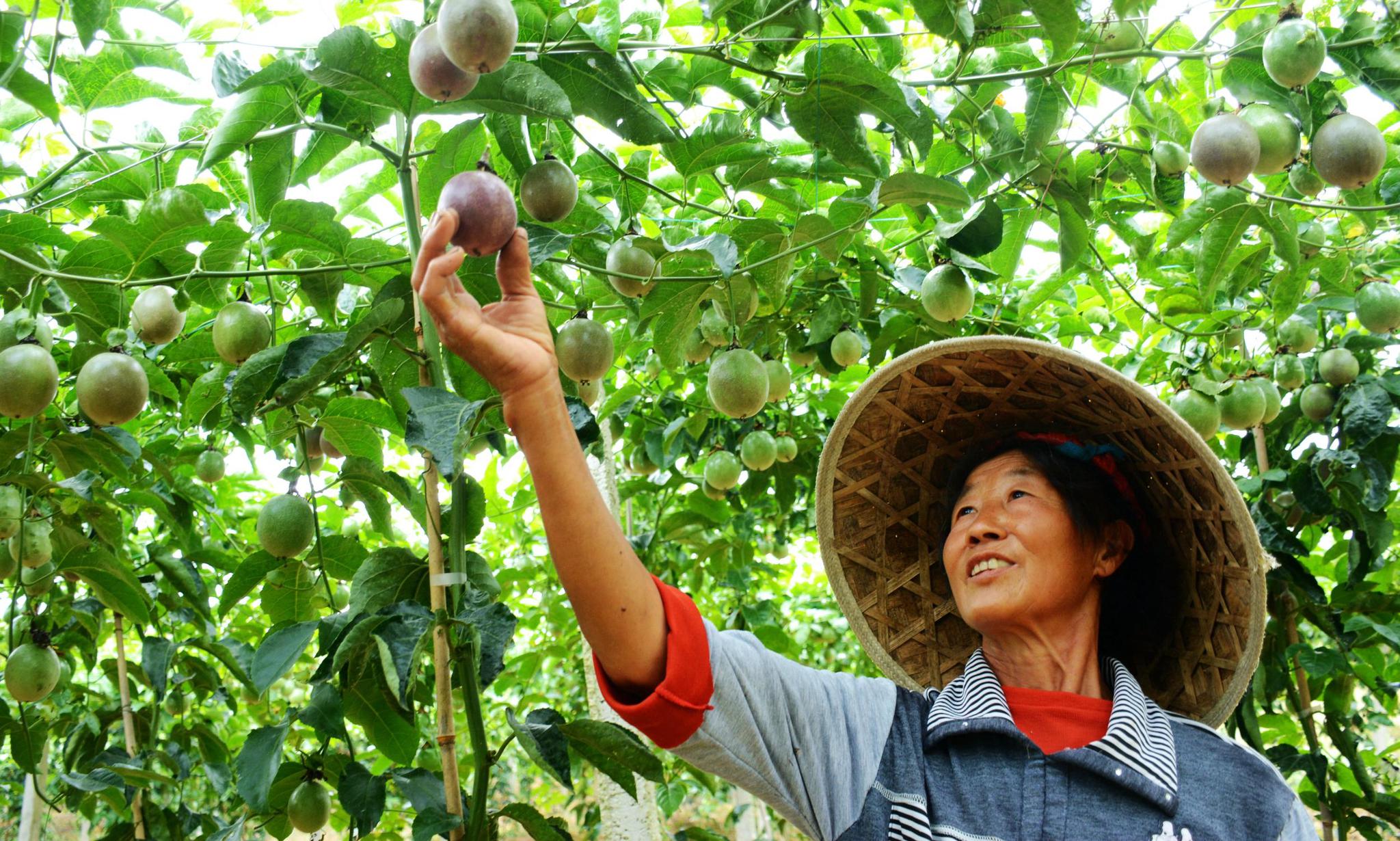 百香果的籽,如果不嚼碎直接吞下 到底能不能消