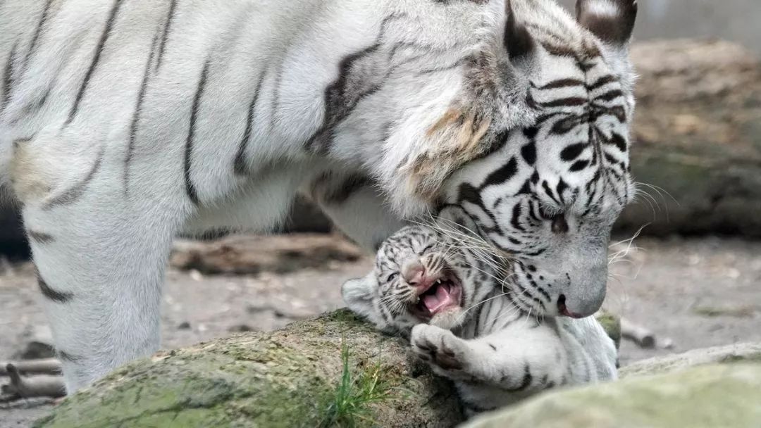 在虎妈妈面前完全没有面子可言的小老虎,内心是崩溃的