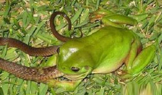 食蛇蛙: 最爱吃响尾蛇, 绝对不会中毒, 弹跳力极