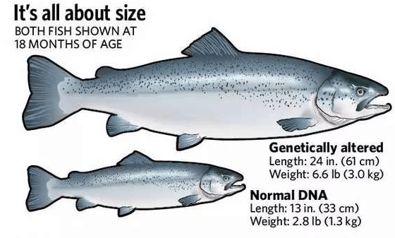 转基因三文鱼: 用了20年终于钻过了加拿大法律