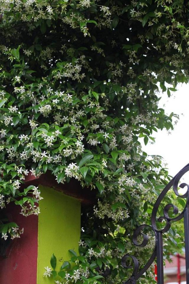 养不死的爬藤,风车茉莉,修剪及养护,花开满枝头