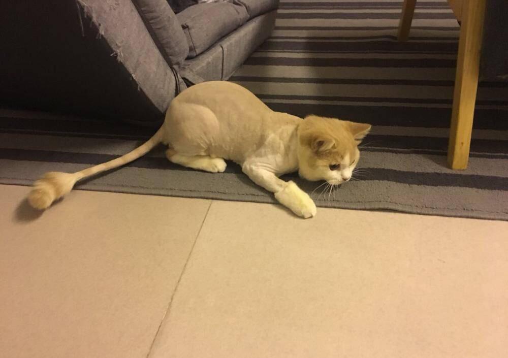 猫咪在家到底干了多少蠢事?都能做成搞笑纪录片了,哈哈笑屎