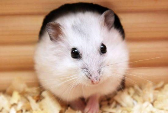 叠仓鼠老总_仓鼠图片可爱(3)