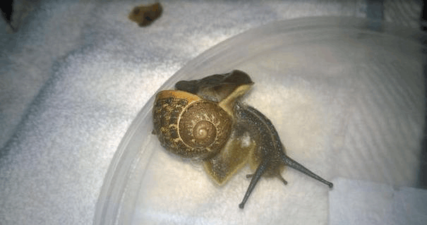 外国一美女踩碎蜗牛壳, 出高价钱给它买机票, 连