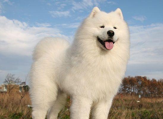 世界上最贵的十种狗，萨摩也入榜，第三名看起来很像狮子