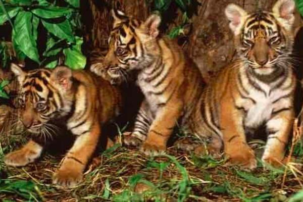 农村老话常说虎生三子,必有一彪,彪到底是什