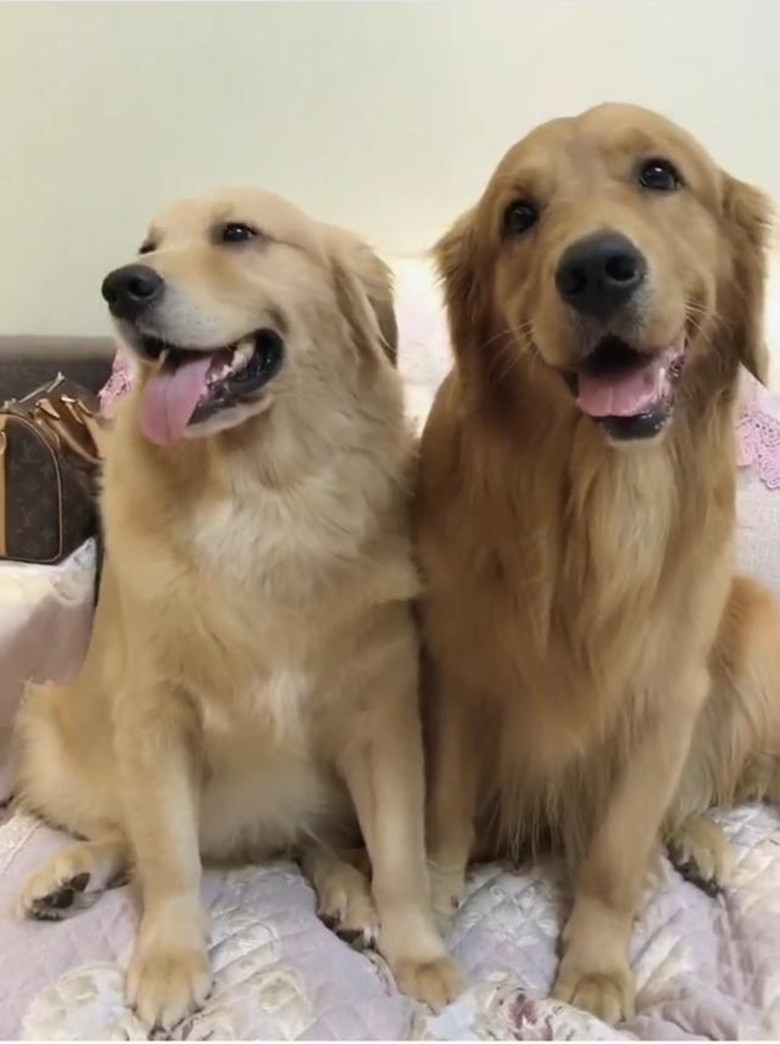 网红狗狗周大毛6个小时,产下9只小金毛,网友