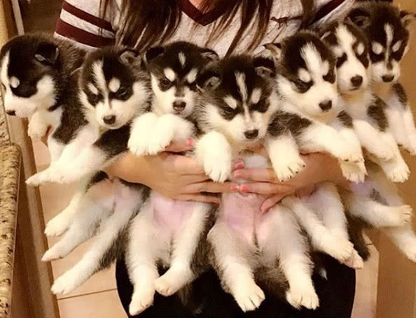 阿拉斯加总拆家?这位铲屎官却养了九只特别能“干活”的